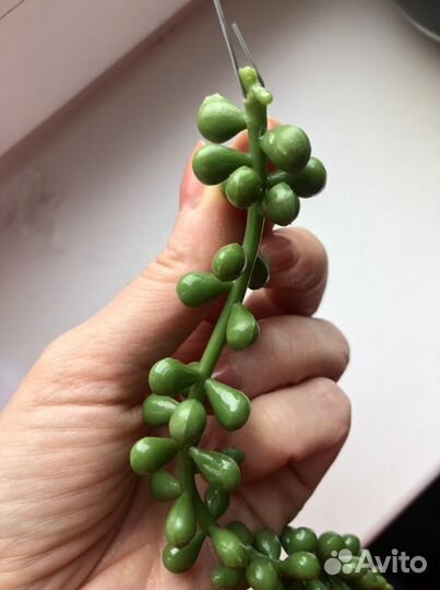 Растение для террариума. Декор