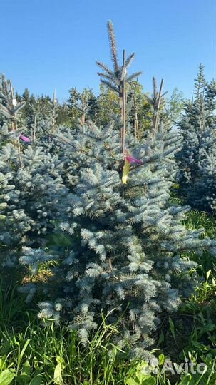 Ель-Пихта-Сосна