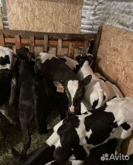 Телята бычки