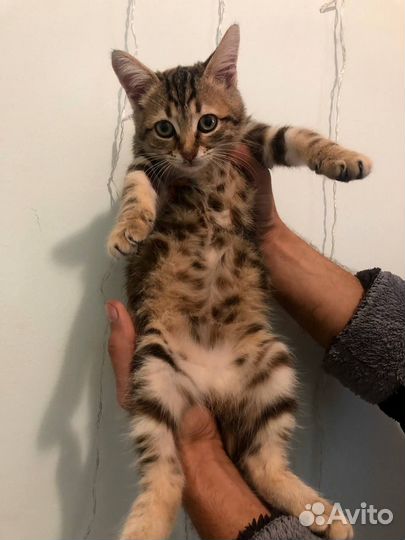Котенок в добрые руки