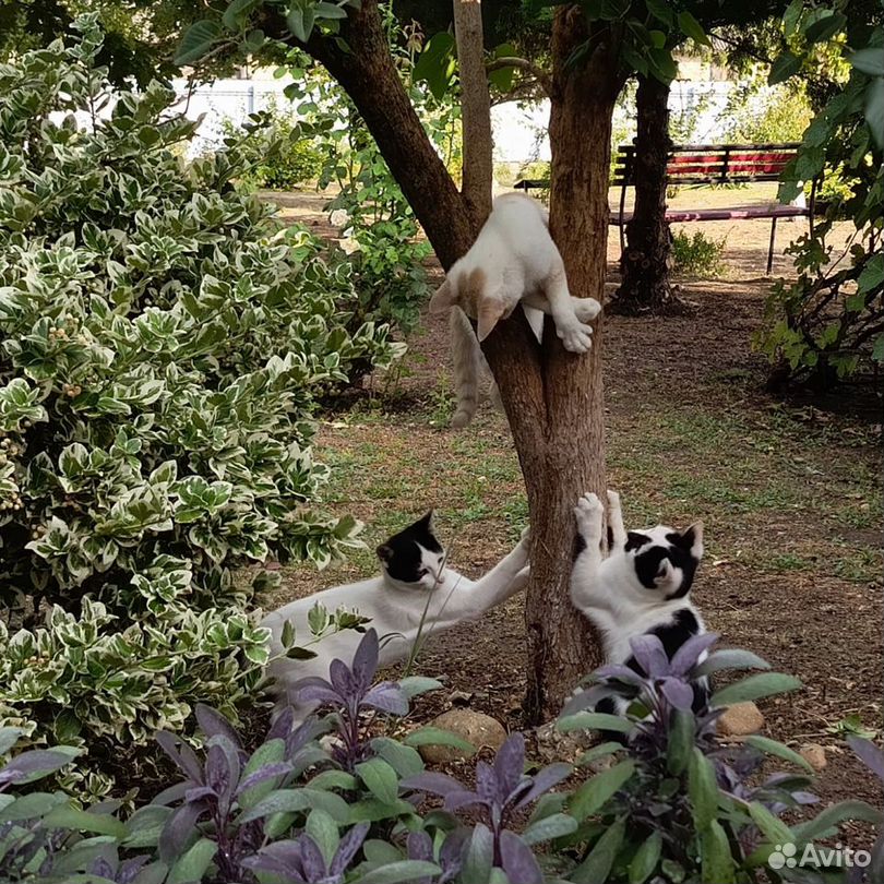 Котики бесплатно в добрые руки