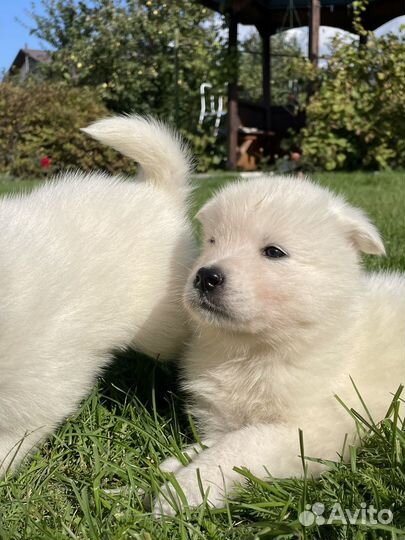 Щенки самоеда