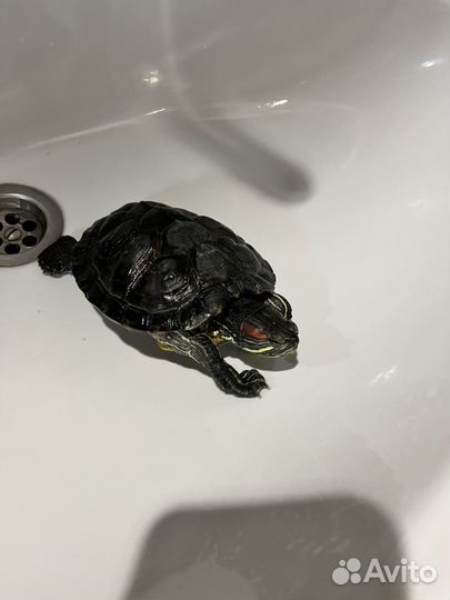 Красноухая черепаха девочка