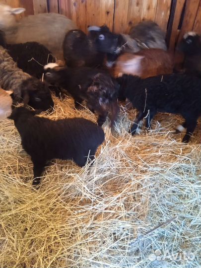 Овцы бараны