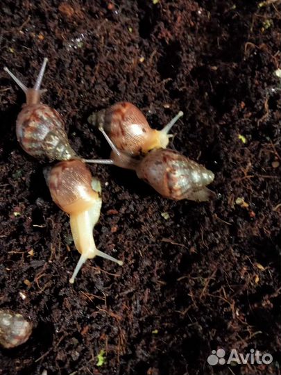 Улитята Ахатины (Улитки )