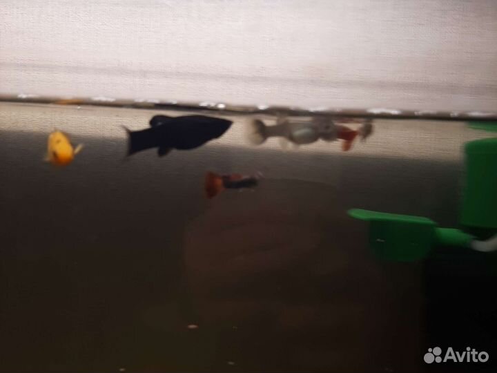 Рыбки молинезия 2 и гуппи 5 продам всех видно фото