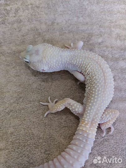 Геккон эублефар