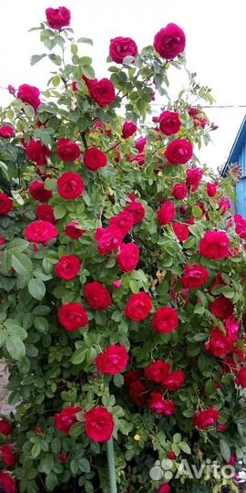 Малиновое дерево Таруса