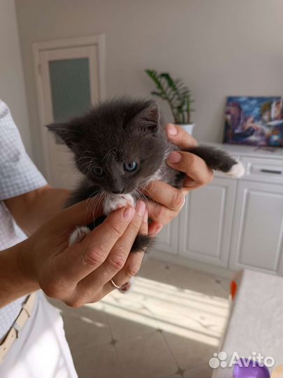 Котенок в дар бесплатно