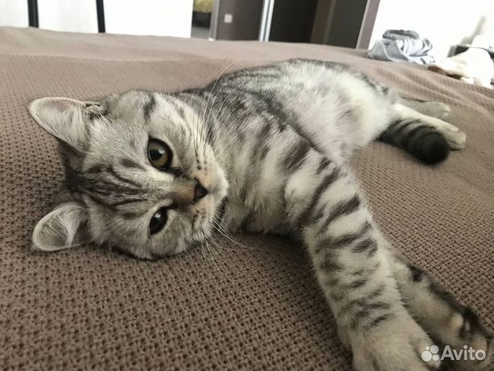 Британский кот вязка