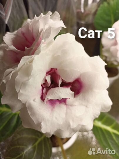 Глоксинии махровые клубни