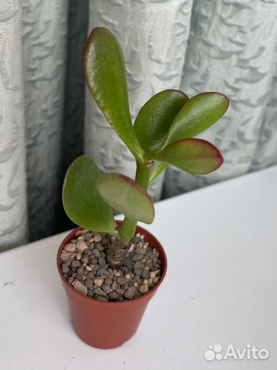 Крассула толстянка 2