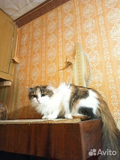 Счастье ищет дом