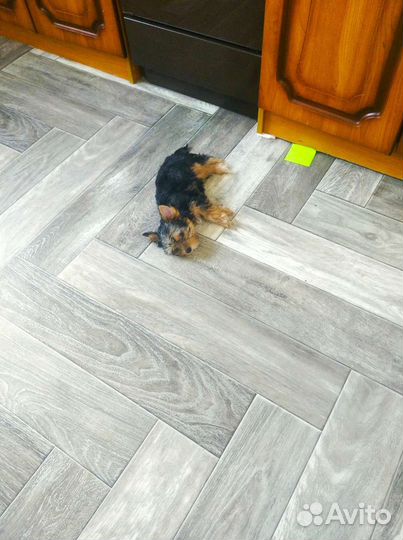 Йокширский терьер щенок