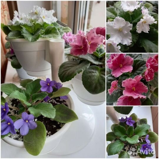 Цветущие фиалки в горшках