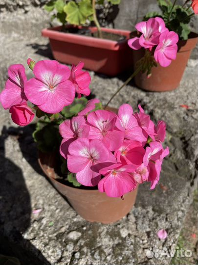 Пеларгония герань