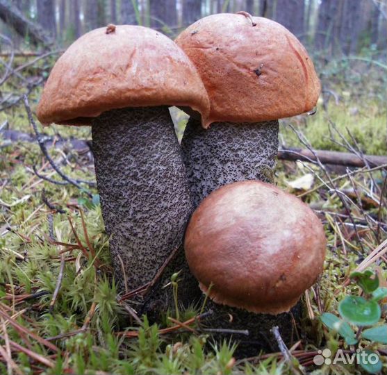 Грибы из Карелии с доставкой