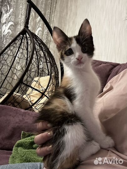 Кошечка в добрые руки