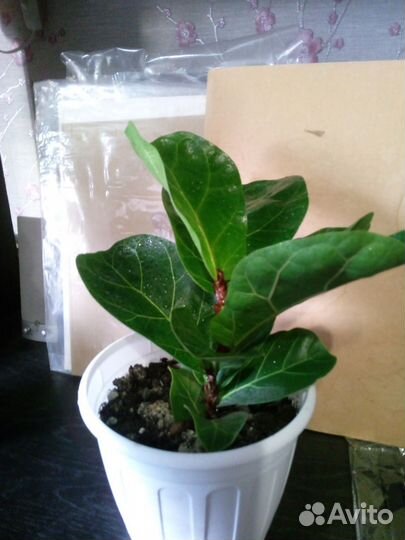 Фикус лировидный