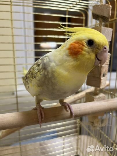 Попугай корелла мальчик