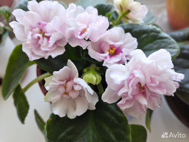 Распродажа деток фиалки, уже цветущие