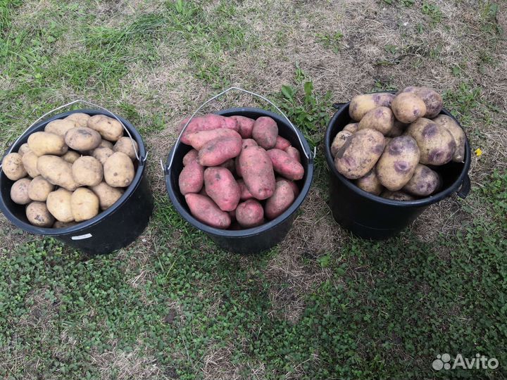 Продам картофель