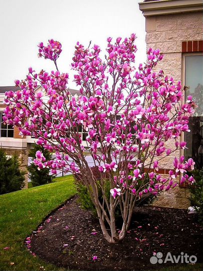 Магнолия Бетти 5л 50-60см