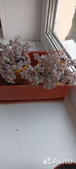 Комнатные цветы доставка покупателю бесплатно