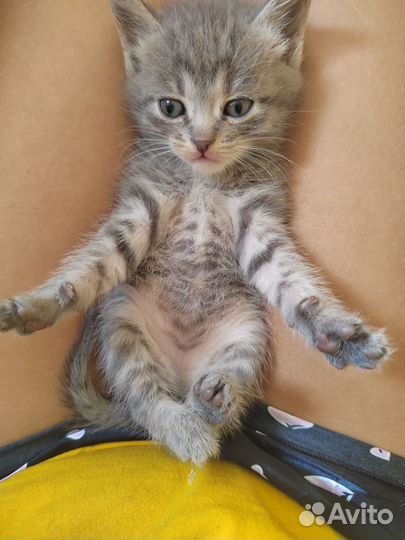 Серая девочка ищет дом