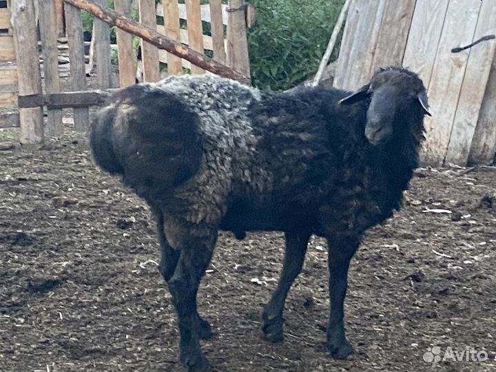 Баранчики эдильбаи