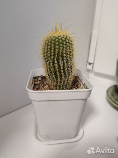 Пародия Ленингхауза кактус