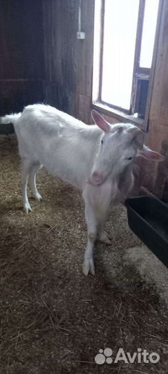 Козел зааненский