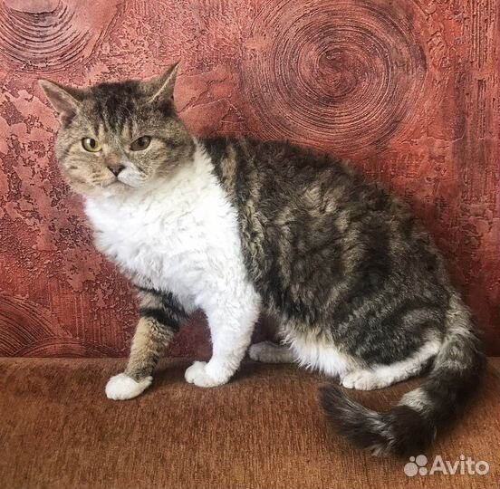 Котик Селкирк рекс