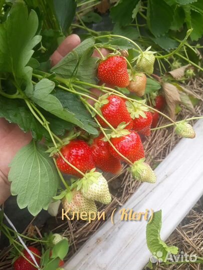 Рассада клубники