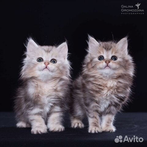 Эксклюзив у вас дома от Ангела Солнца