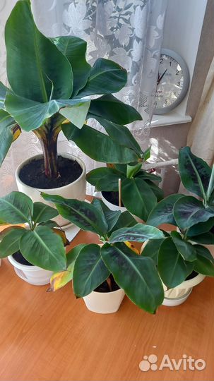 Карликовый банан