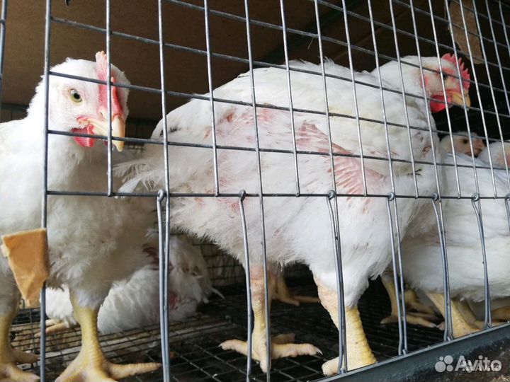Бройлер суточный и подращенный, курочки разновозр