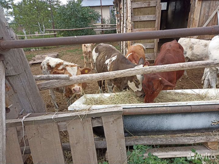 Бычки и телки