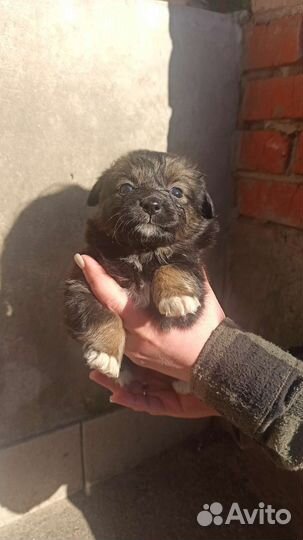 Домашние животные