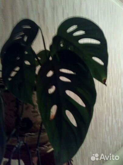 Белый декабрист, калатея, фикус