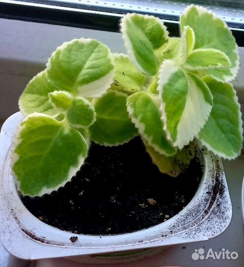 Плектрантус мята комнатная