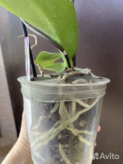 Орхидея фаленопсис