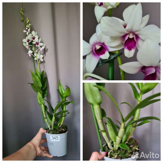 Орхидея Дендрофаленопсис