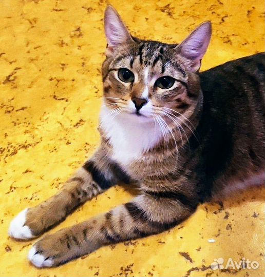 Котик Борис ищет дом