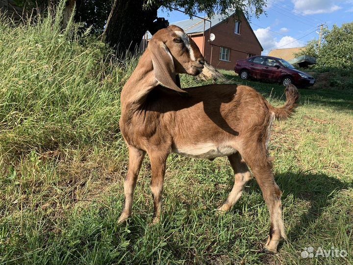 Англо нубийский козлик