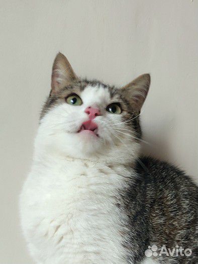 Кошечка Мира из приюта. Стерильна. Доставка