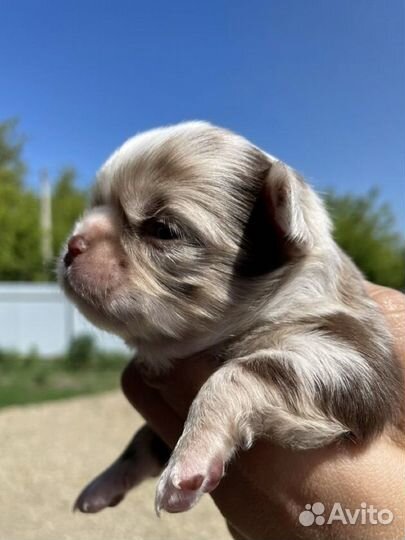 Чихуахуа шоколадный мерле