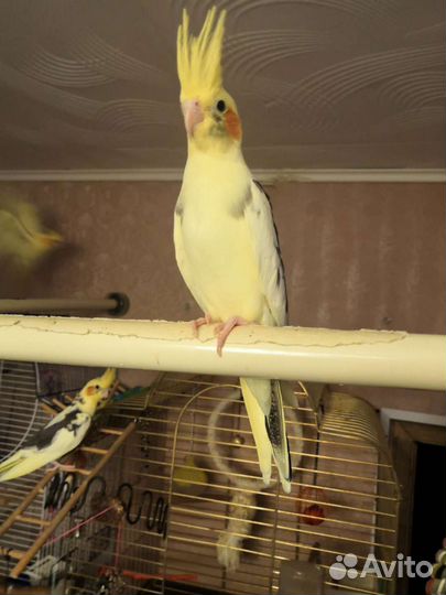 Попугай корелла птенец