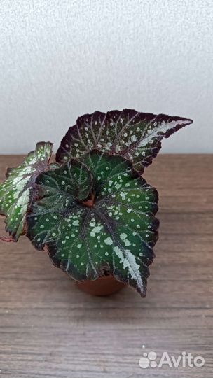 Бегонии сортовые