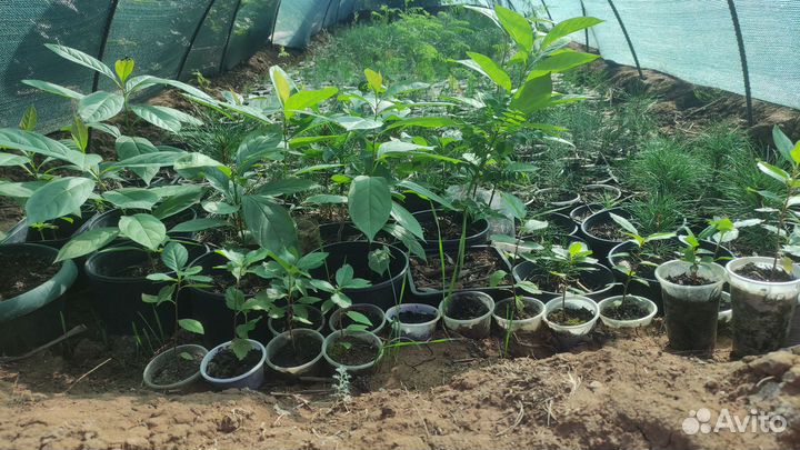 Хвойные и лиственные растения